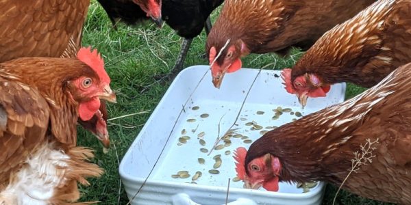 How Pomegranate Seeds Improve Poultry Health Naturally