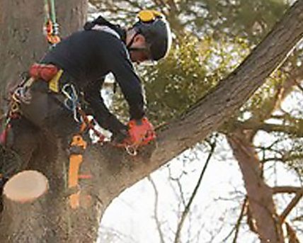 Springfield Tree Removal Professionals for Safe and Clean Service