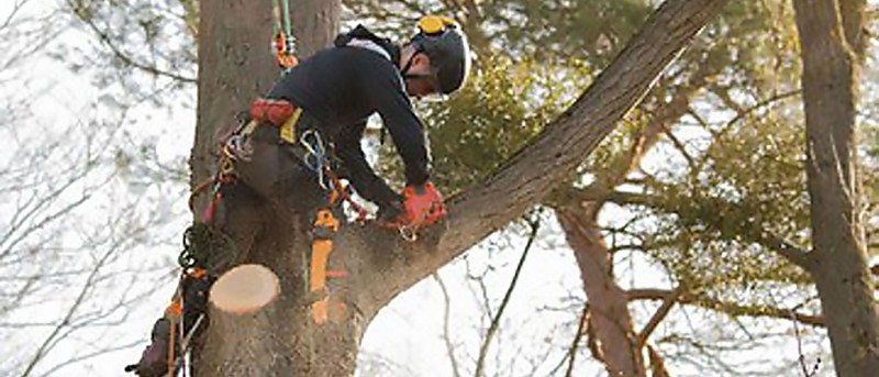 Springfield Tree Removal Professionals for Safe and Clean Service