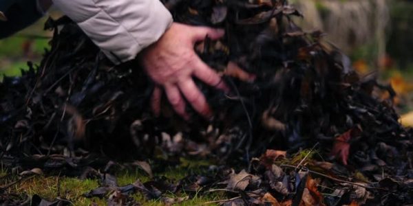 Landscaping Services Tailored to Allen Property Needs